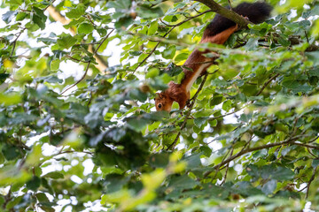 squirrel in tree looking for food (hazelnuts)