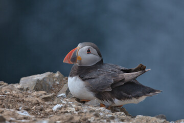 Atlantic puffin sat on the cliff edge.