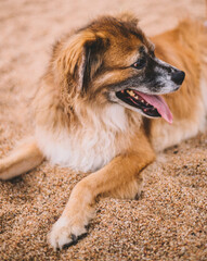 Retrato de un perro viejo y peludo sobre la arena de una playa - obrazy, fototapety, plakaty