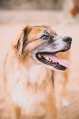 Retrato de un perro viejo y peludo sobre la arena de una playa
