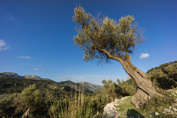 Fototapeta na wymiar Castle Road Alaro, Orient valley, parque natural Sierra de Tramuntana, Mallorca, Balearic islands, Spain