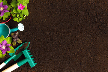Flowers in pots gardening tools on the background of the soil.Copy space