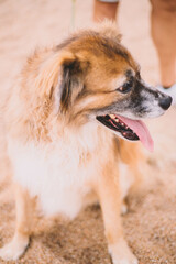 Retrato de un perro viejo y peludo sobre la arena de una playa