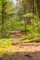 A shallow depth of field of a trail going through a wooded green forest on a sunny day.