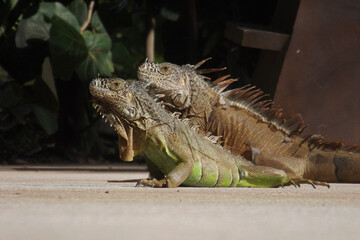 Naklejka premium Portrait of 2 Green Iguanas(Iguana Iguana) with sun light green and brown skin tone with side body and sand color ground, retrato de 2 iguanas con piel verde y café con luz solar 