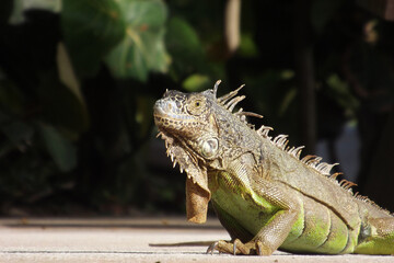 portrait of Green Iguana(Iguana Iguana) with sun light and tropical environment,Retrato de Iguana con luz solar y ambiente tropical 