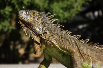 head portrait of Green Iguana(Iguana Iguana) with green and brown skin tone with side body and unfocused background ,retrato Iguana verde con cuerpo de lado y  fondo desenfocado, 
