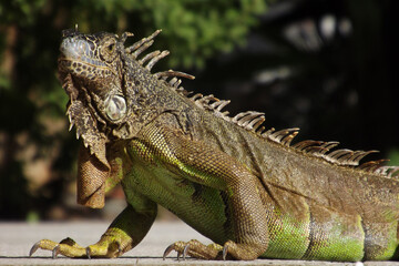 Head portrait of Green Iguana(Iguana Iguana)with green and  brown skin tone  looking to the front with side body and unfocused background 