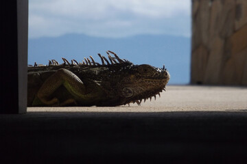 Iguana lying on its side on the ground with a shady floor in front and a landscape of mountains, clouds and sky in the background,Iguana recostada en el suelo con cielo,nuves y montañas de fondo