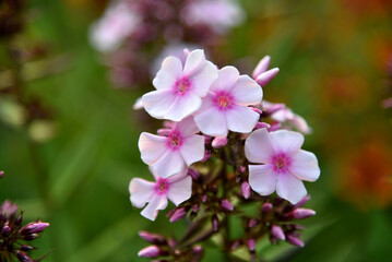 Fototapeta na wymiar Pink flowers of phlox paniculata with bokeh from the summer garden close-up. Small flowers of phlox.
