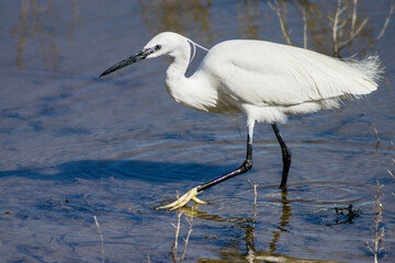 Garceta común (Egretta garzetta). es Cibollar, Albufera de mallorca, Mallorca,Islas Baleares,Spain.