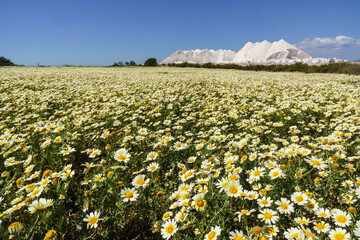 primavera en el salobrar de campos, Ses Salines, Mallorca,Islas Baleares,Spain.