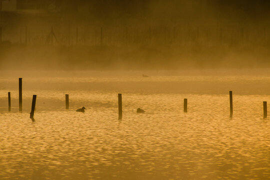 laguna de Sa Barcassa, Reserva natural de l'Albufereta, Pollen&ccedil;a, Mallorca, Islas Baleares, Spain