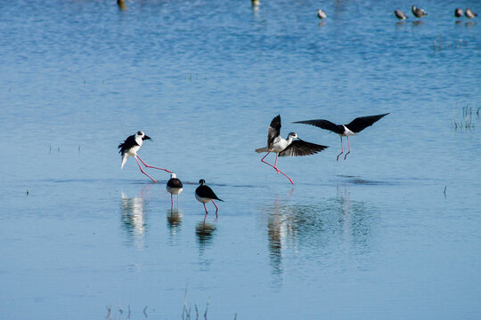 Cigue&ntilde;uela (Himantopus himantopus),Es Cibollar, parque natural de la albufera de mallorca, Mallorca,Islas Baleares,Spain.