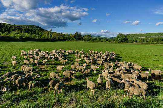 reba&ntilde;o de ovejas,parque natural regional de Luberon,Provenza,Francia, Europa