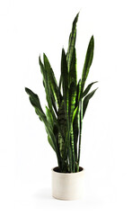 Potted succulent Sansevieria trifasciata isolated on white background