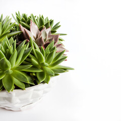 Fototapeta premium Ceramic white flower pot with Echeveria succulents isolated on white background