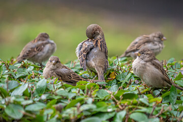 A few sparrows sitting on a bush