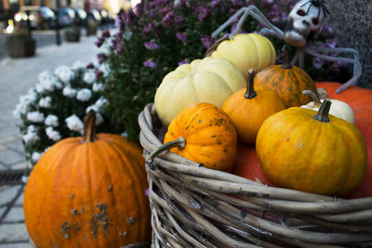 Basket with beautiful orange pumpkins against the background of flowers and the street. A spider with a skull sits on pumpkins. Autumn festival, Halloween. Festive decor.