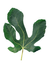 Green leaf of fig tree isolated on white