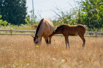horse and foal in an orange field on a sunny day. Baby horse near a mother.