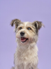 portrait of a beautiful pet on lilac background. shaggy dog with blue eyes Mix of breeds. Happy animal in the studio