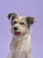 portrait of a beautiful pet on lilac background. shaggy dog with blue eyes Mix of breeds. Happy animal in the studio
