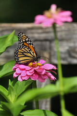 Monarch butterfly on flower in Florida, USA.