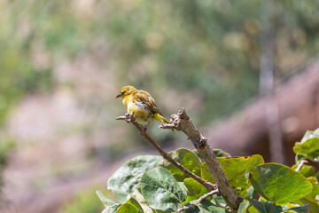 Bright yellow brimstone canary Crithagra sulphurata bird perches among lush green branches within...