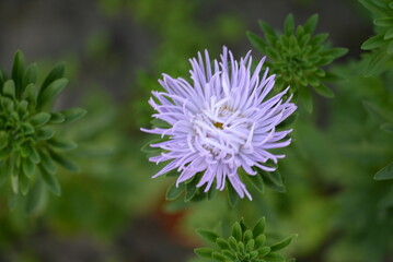 asters pink flowers, asters pink, autumn flowers, asters close-up, photo in good quality, photo close-up, background, photo in good quality, aster buds, 
purple, school flowers, white