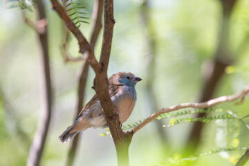 Blue capped cordon bleu Uraeginthus cyanocephalus bird perches among leafy green branches within the aviary garden