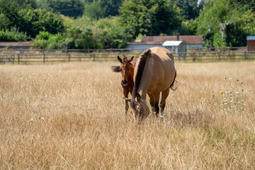 horse and foal in an orange field on a sunny day. Baby horse near a mother.