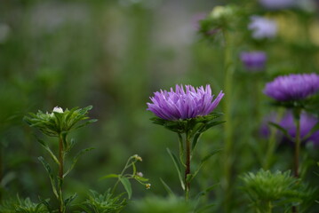 asters pink flowers, asters pink, autumn flowers, asters close-up, photo in good quality, photo close-up, background, photo in good quality, aster buds, 
purple, school flowers, white