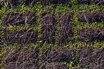 The paving slabs are covered with dry grass, and the space between the tiles is overgrown with green grass. Textured, unusual pattern of dry and green grass, on top of paving slabs.
