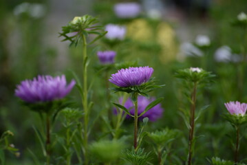 Fototapeta premium asters pink flowers, asters pink, autumn flowers, asters close-up, photo in good quality, photo close-up, background, photo in good quality, aster buds, purple, school flowers, white