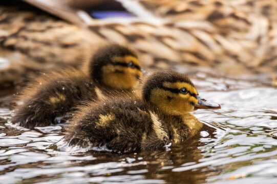 baby mallard duck