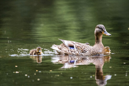 Female mallard with chicks
