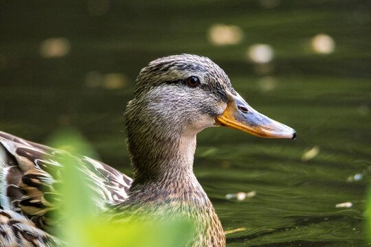 Female mallard