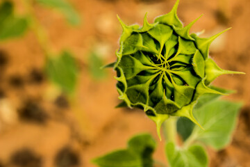 Girasol Cerrado, flor en captura