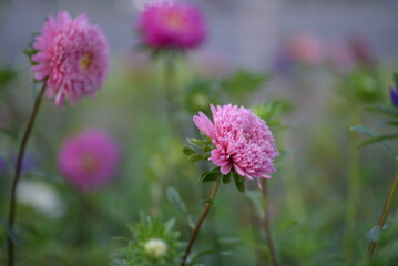 asters, pink, flowers, asters pink, autumn, flowers, asters close-up, photo in good quality, photo close-up, background, aster buds, 
purple, school, flowers, white asters