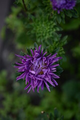 asters, pink, flowers, asters pink, autumn, flowers, asters close-up, photo in good quality, photo close-up, background, aster buds, 
purple, school, flowers, white asters