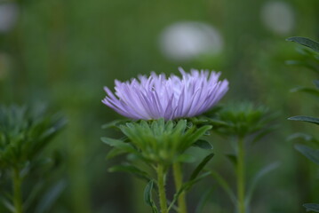 Obraz premium asters, pink, flowers, asters pink, autumn, flowers, asters close-up, photo in good quality, photo close-up, background, aster buds, purple, school, flowers, white asters