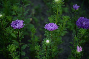 asters, pink, flowers, asters pink, autumn, flowers, asters close-up, photo in good quality, photo close-up, background, aster buds, 
purple, school, flowers, white asters