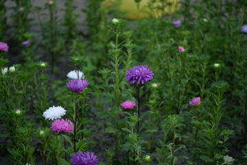 Fototapeta premium asters, pink, flowers, asters pink, autumn, flowers, asters close-up, photo in good quality, photo close-up, background, aster buds, purple, school, flowers, white asters