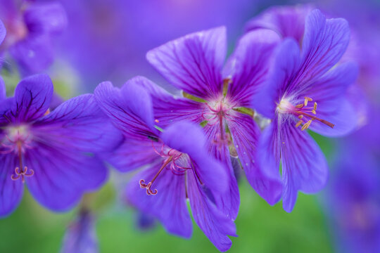 close up of flowers