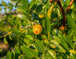  Simmondsia chinensis jojoba immature pilaf on a tree on a Sunny day in Greece - obrazy, fototapety, plakaty