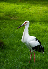 white stork ciconia