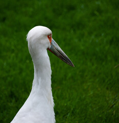 white stork in grass
