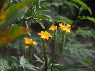 yellow flowers