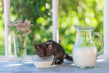 Little kitten eats milk food from a glass bowl on the windowsill near window